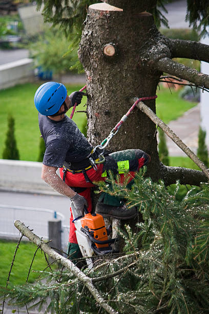 Best Weed Control  in Quartz Hill, CA