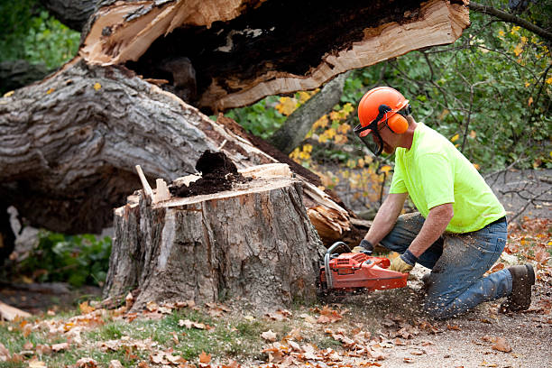 Best Grass Overseeding  in Quartz Hill, CA