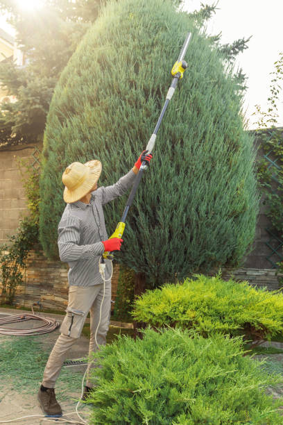 Best Palm Tree Trimming  in Quartz Hill, CA