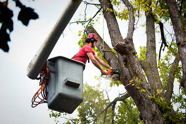 Best Utility Line Clearance  in Quartz Hill, CA